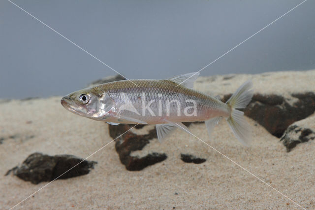 Smelt (Osmerus eperlanus)