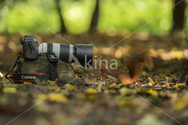 Red Squirrel (Sciurus vulgaris)