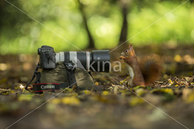 Red Squirrel (Sciurus vulgaris)