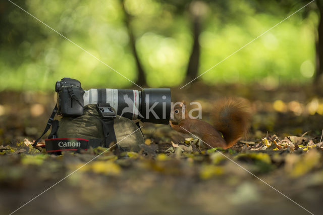 Red Squirrel (Sciurus vulgaris)