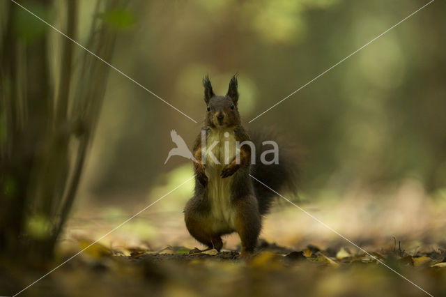 Red Squirrel (Sciurus vulgaris)