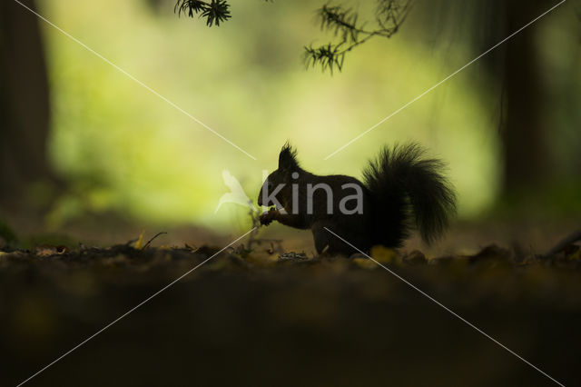 Red Squirrel (Sciurus vulgaris)
