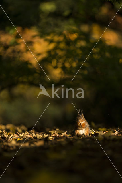 Red Squirrel (Sciurus vulgaris)