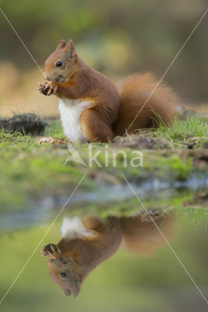 Red Squirrel (Sciurus vulgaris)