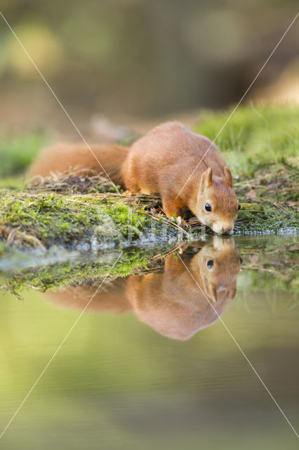 Red Squirrel (Sciurus vulgaris)