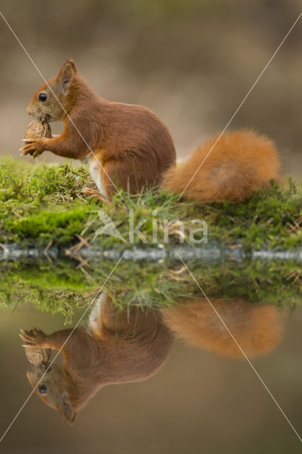 Red Squirrel (Sciurus vulgaris)