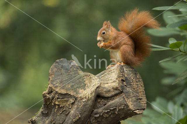 Eekhoorn (Sciurus vulgaris)