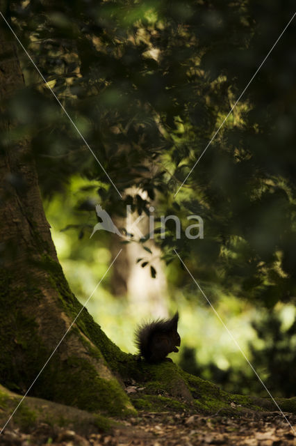 Red Squirrel (Sciurus vulgaris)
