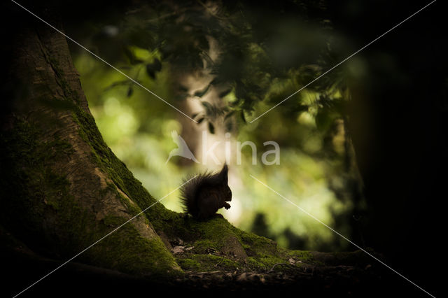 Red Squirrel (Sciurus vulgaris)