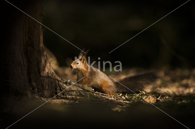 Red Squirrel (Sciurus vulgaris)