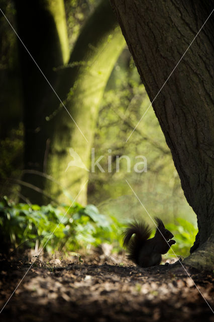 Red Squirrel (Sciurus vulgaris)