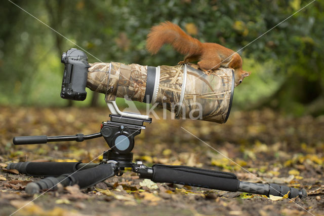 Red Squirrel (Sciurus vulgaris)