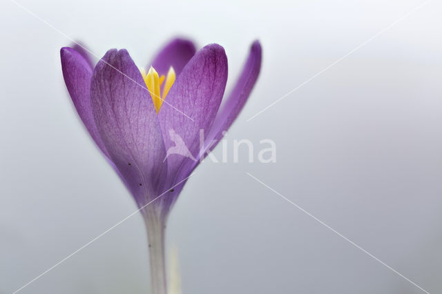 Boerenkrokus (Crocus tommasinianus)