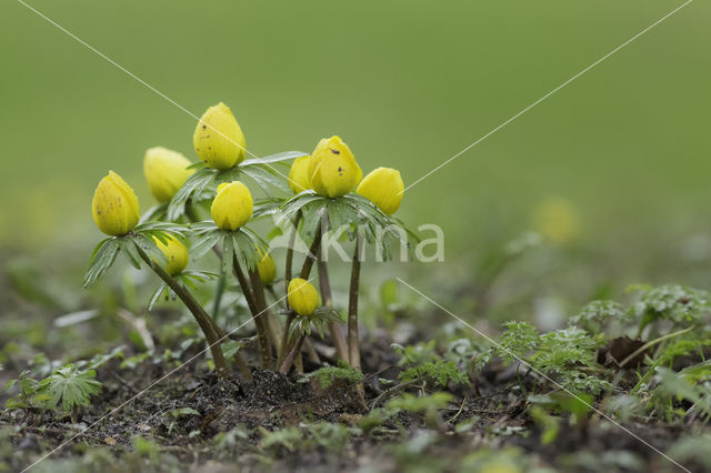 Winter Aconite (Eranthis hyemalis)