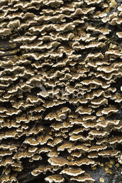 Gewoon elfenbankje (Trametes versicolor)