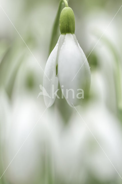 Gewoon sneeuwklokje (Galanthus nivalis)