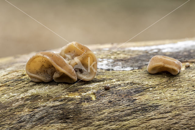 springtail