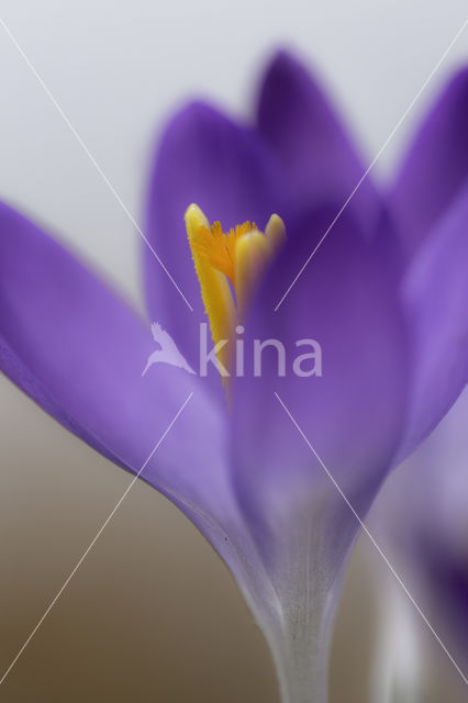 Early Crocus (Crocus tommasinianus)