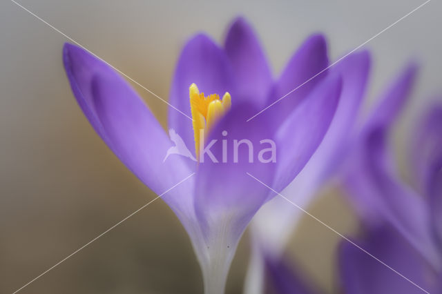 Boerenkrokus (Crocus tommasinianus)