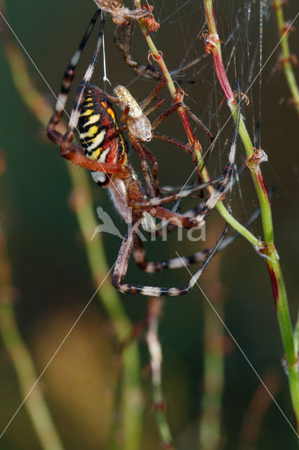 wasp spider (Argiope bruennichi)