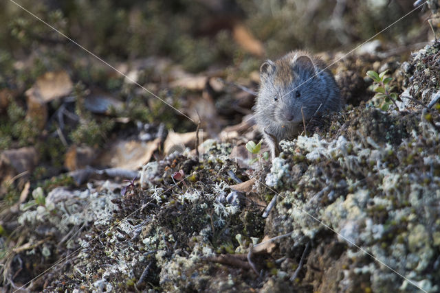 wood lemming (Myopus schisticolor)