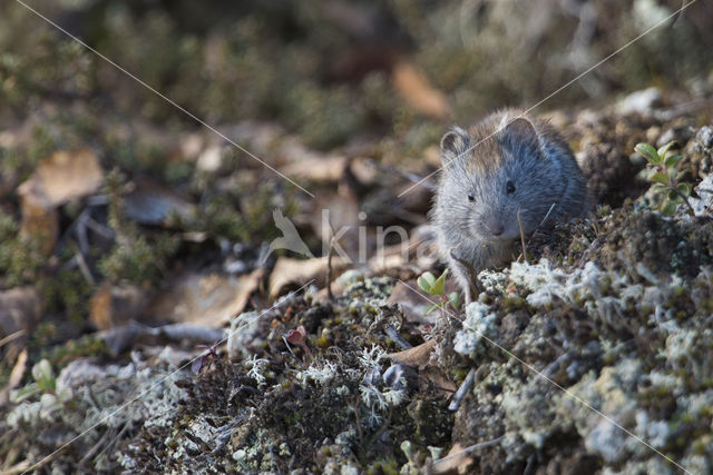 Boslemming (Myopus schisticolor)