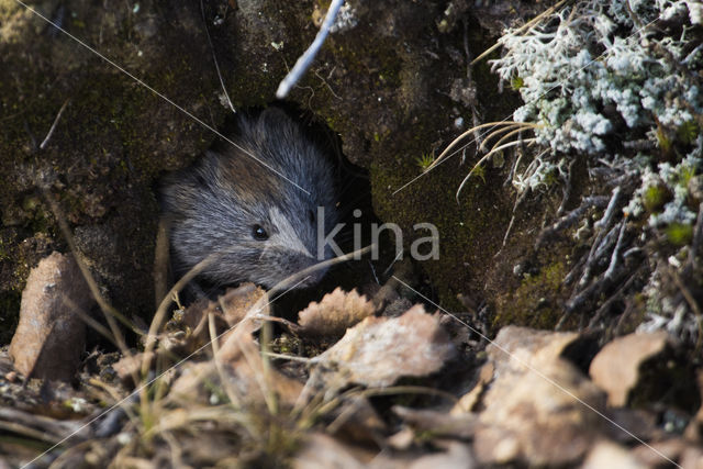 wood lemming (Myopus schisticolor)