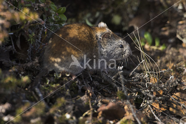 wood lemming (Myopus schisticolor)