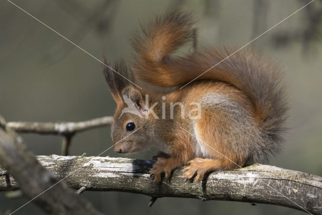 Red Squirrel (Sciurus vulgaris)