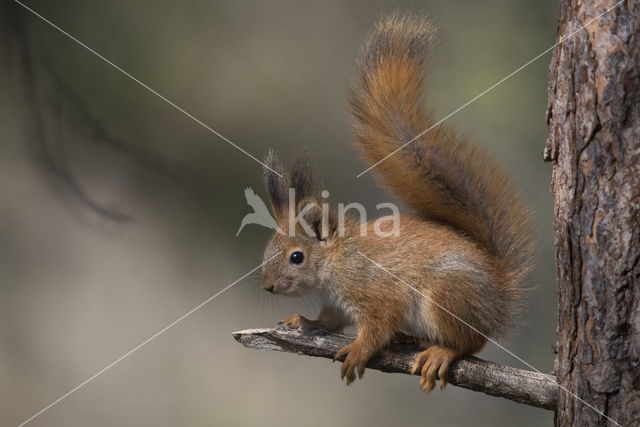 Red Squirrel (Sciurus vulgaris)