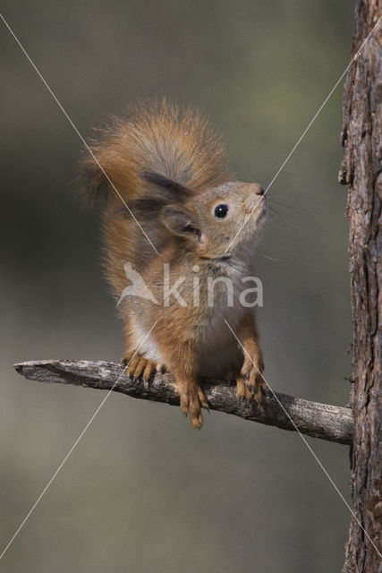 Red Squirrel (Sciurus vulgaris)