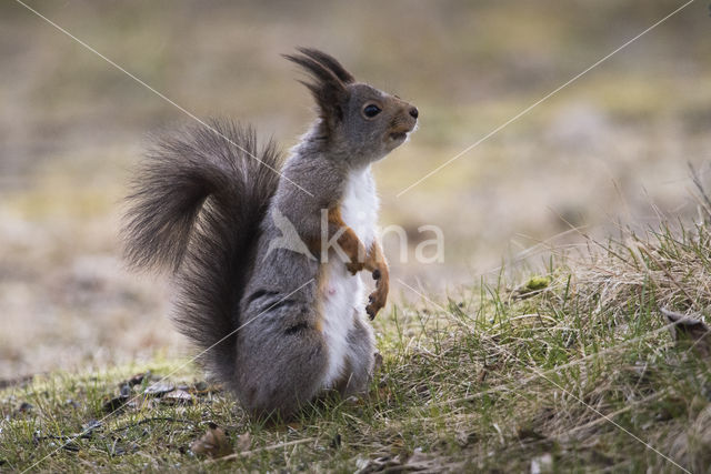 Red Squirrel (Sciurus vulgaris)