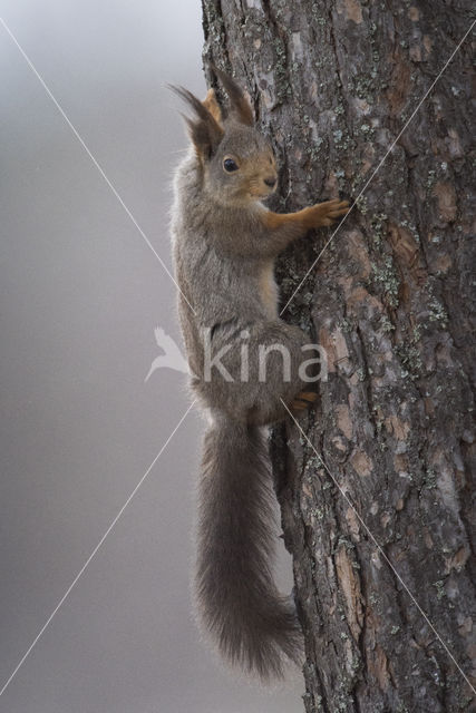 Red Squirrel (Sciurus vulgaris)