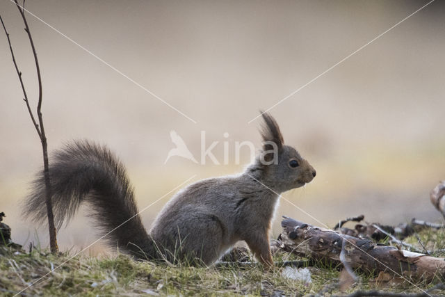 Red Squirrel (Sciurus vulgaris)