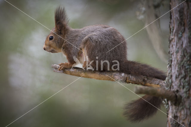 Red Squirrel (Sciurus vulgaris)