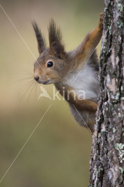 Red Squirrel (Sciurus vulgaris)