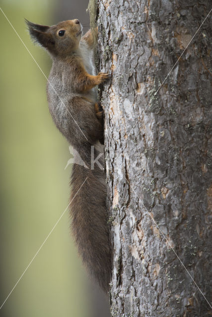 Red Squirrel (Sciurus vulgaris)