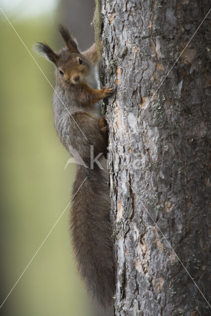 Eekhoorn (Sciurus vulgaris)