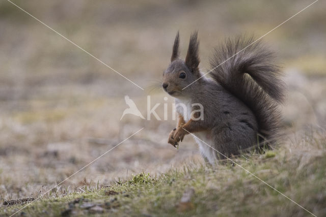 Red Squirrel (Sciurus vulgaris)