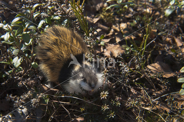 Berglemming (Lemmus lemmus)