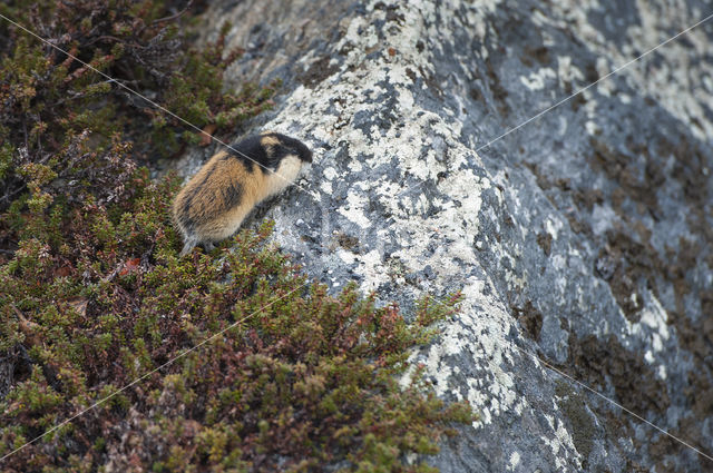 Norway Lemming (Lemmus lemmus)