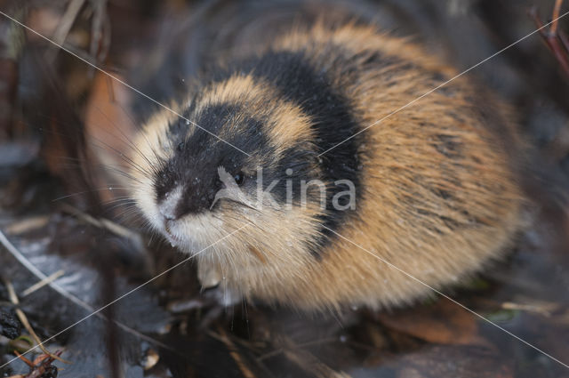 Norway Lemming (Lemmus lemmus)