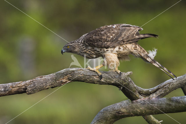 Havik (Accipiter gentilis)