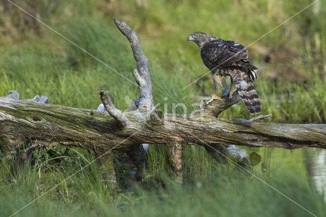 Havik (Accipiter gentilis)