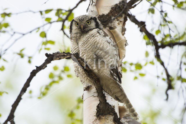 Northern Hawk Owl (Surnia ulula)