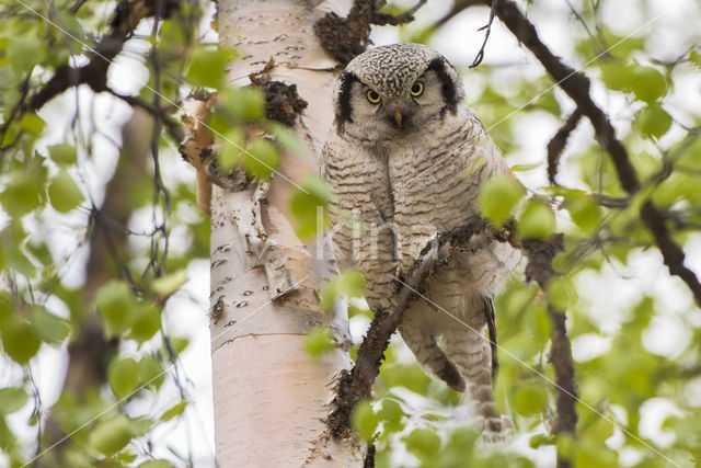 Northern Hawk Owl (Surnia ulula)