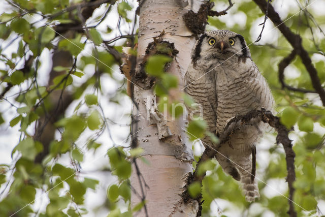 Northern Hawk Owl (Surnia ulula)