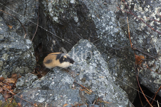 Norway Lemming (Lemmus lemmus)