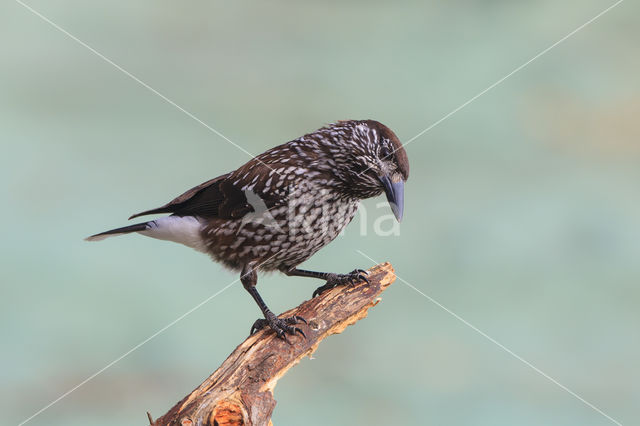 Eurasian Nutcracker (Nucifraga caryocatactes)