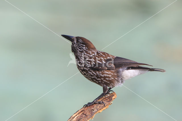 Eurasian Nutcracker (Nucifraga caryocatactes)